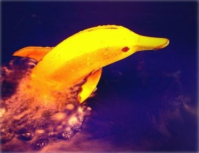 Banana Dolphin 19 Artistic Food Carvings